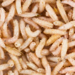 No Brand Appâts Vivants De Pêche, 1/2 L Gozzers Blancs