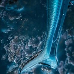 COMBO Leurres Souples Shad Lançon EELO 110 8gr AYU/BLEU -Pêche Matériel Magasin combo leurres souples shad lancon eelo 110 8gr ayubleu 2